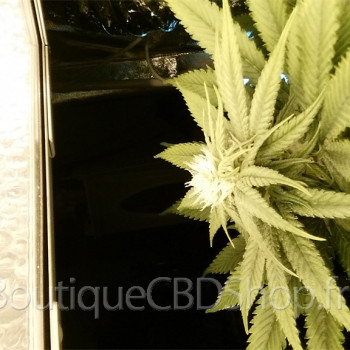 Fleur de cannabis light (CBD) d'une boutique & CBD shop à Chazelles