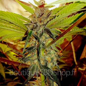 Fleur de cannabis light (CBD) d'une boutique & CBD shop à Perpignan