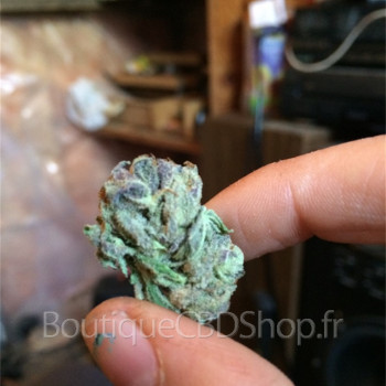 Fleur de cannabis light (CBD) d'une boutique & CBD shop à Barfleur