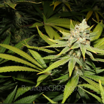 Fleur de cannabis light (CBD) d'une boutique & CBD shop à Tours